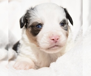 Miniature Australian Shepherd Puppy for sale in CHICKASHA, OK, USA