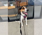 Small #1 Mutt