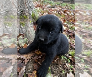 German Shepherd Dog-Labrottie Mix Puppy for Sale in GERMANTOWN, Ohio USA