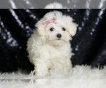 Small #5 Maltese
