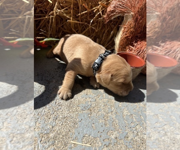 Medium Photo #7 Golden Retriever Puppy For Sale in NEOLA, WV, USA