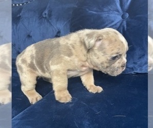 French Bulldog Puppy for sale in HOUSTON, TX, USA