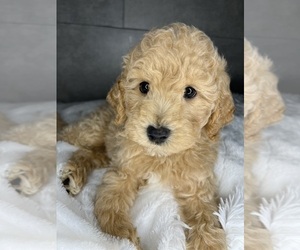 Medium Goldendoodle