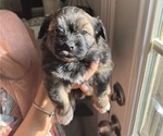 Puppy Charlie Brown Pomeranian-ShihPoo Mix