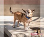 Small Photo #2 Chihuahua Puppy For Sale in Redlands, CA, USA