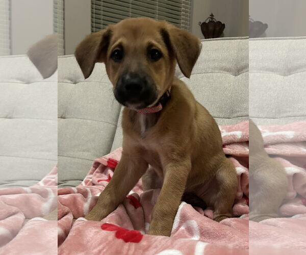 Medium Photo #1 Labrador Retriever-Unknown Mix Puppy For Sale in The Woodlands, TX, USA