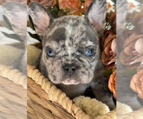 Medium Photo #2 French Bulldog Puppy For Sale in BILLINGS, MT, USA