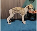 Small #1 Whippet