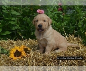 Golden Retriever Puppy for Sale in GRANTSVILLE, Maryland USA