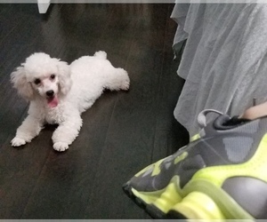 Poodle (Toy) Puppy for sale in ORLANDO, FL, USA
