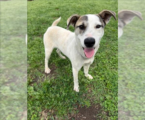 Medium Photo #1 Mutt Puppy For Sale in Conroe, TX, USA