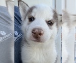 Small Photo #11 Siberian Husky Puppy For Sale in IOWA, LA, USA