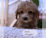 Small #1 Cavapoo