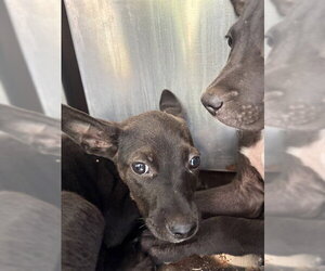 German Shepherd Dog-Unknown Mix Dogs for adoption in Oklahoma City, OK, USA