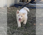 Small Photo #3 Akita Puppy For Sale in STROUD, OK, USA