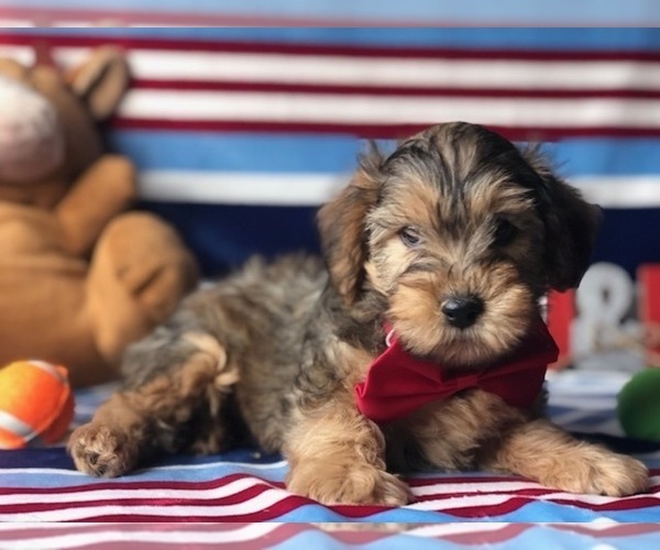 Medium Photo #5 YorkiePoo Puppy For Sale in CLAY, PA, USA