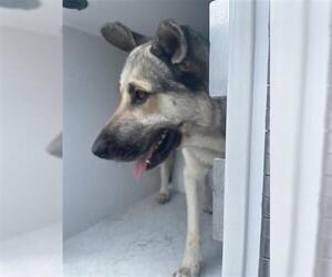 German Shepherd Dog Dogs for adoption in Houston, TX, USA