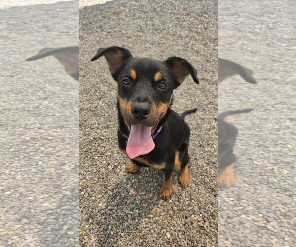 Medium Photo #2 Jack Russell Terrier-Mountain Cur Mix Puppy For Sale in Rockaway, NJ, USA