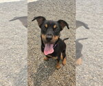 Small #1 Jack Russell Terrier-Mountain Cur Mix