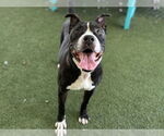 Small #1 American Staffordshire Terrier Mix