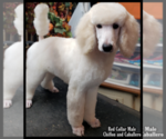 Small Photo #10 Poodle (Standard) Puppy For Sale in MANCHESTER, MI, USA