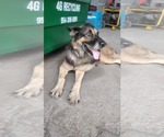 Small German Shepherd Dog