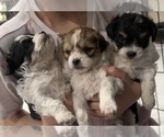 Small Poovanese