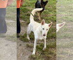 Small #1 German Shepherd Dog
