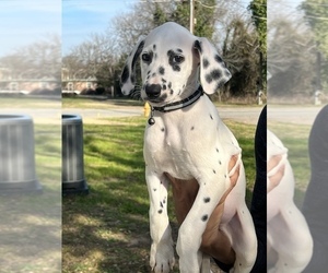 Dalmatian Puppy for sale in AUGUSTA, GA, USA
