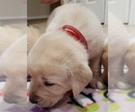 Small Photo #20 Labrador Retriever Puppy For Sale in OLYMPIA, WA, USA