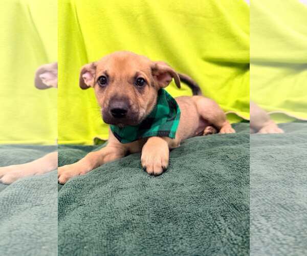 Medium Photo #4 Mutt Puppy For Sale in Pompano Beach , FL, USA