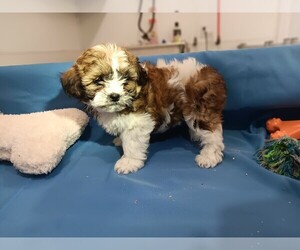 Zuchon Puppy for sale in CAMPBELL HILL, IL, USA