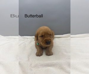 Golden Retriever Dog for Adoption in FREDERICKSBG, Ohio USA