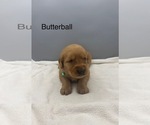 Image preview for Ad Listing. Nickname: Butterball