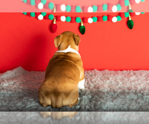 Medium Photo #23 Alapaha Blue Blood Bulldog-Jack Russell Terrier Mix Puppy For Sale in MILLERSBURG, IN, USA