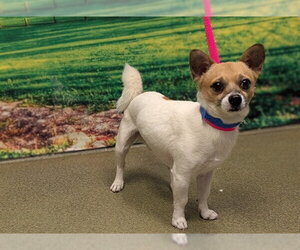 Chihuahua-Unknown Mix Dogs for adoption in Moreno Valley, CA, USA
