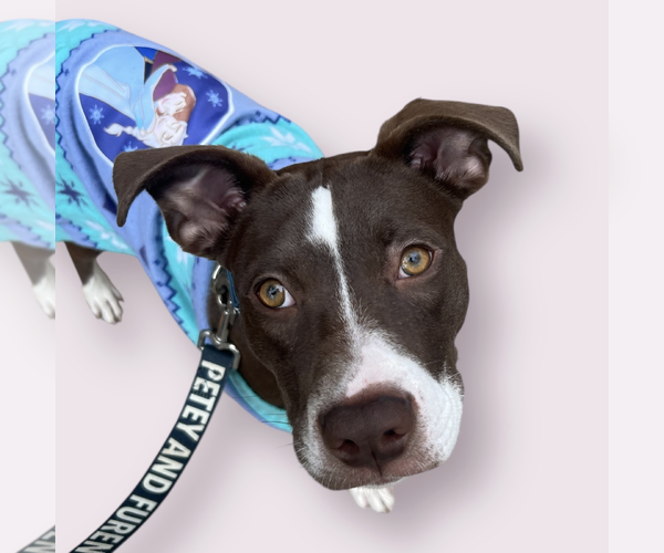 Medium Photo #1 Lab-Pointer Puppy For Sale in Rockville, MD, USA