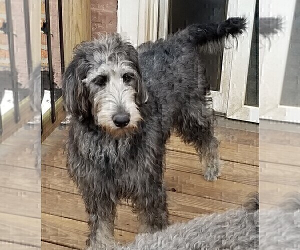 Medium Photo #8 Labradoodle Puppy For Sale in CHICAGO, IL, USA