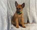 Small Photo #7 Malinois Puppy For Sale in LAKELAND, FL, USA