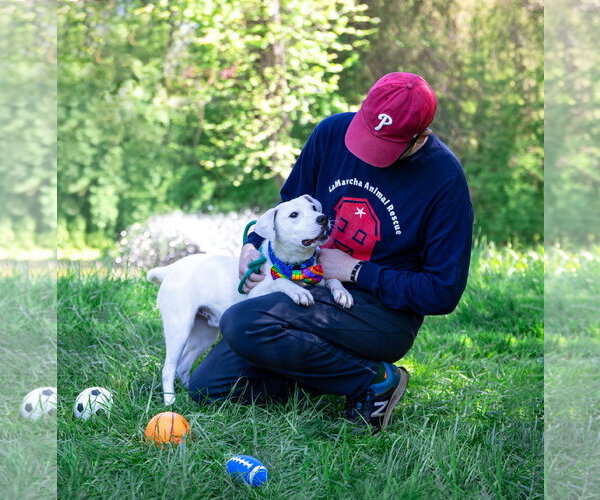 Medium Photo #6 Labrador Retriever-Unknown Mix Puppy For Sale in Unionville, PA, USA
