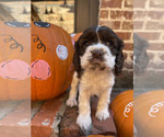 Puppy Maverick Cocker Spaniel