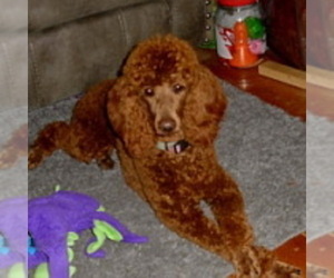 Mother of the Poodle (Standard) puppies born on 11/29/2024