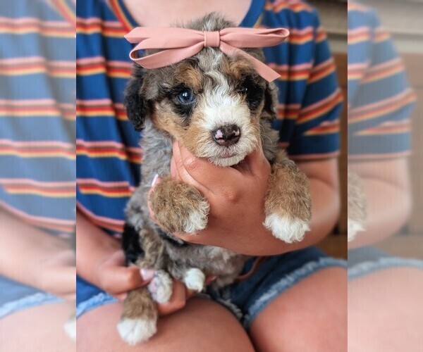 Medium Photo #2 Bernedoodle (Miniature) Puppy For Sale in DAVIS, CA, USA