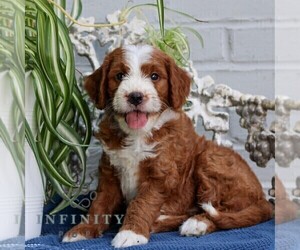 Goldendoodle (Miniature) Puppy for sale in LITITZ, PA, USA