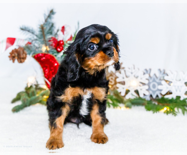 Medium Photo #12 Cavalier King Charles Spaniel Puppy For Sale in WAKARUSA, IN, USA