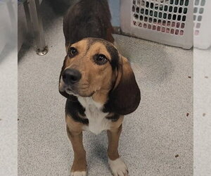 Jagger 2026 - Male Bagle Hound Dog for Adoption - Photo #5