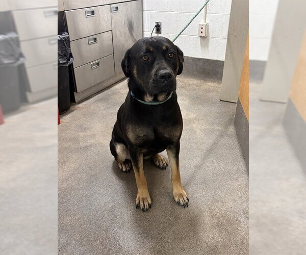 Medium Photo #1 Rottweiler-Unknown Mix Puppy For Sale in Forestville, MD, USA