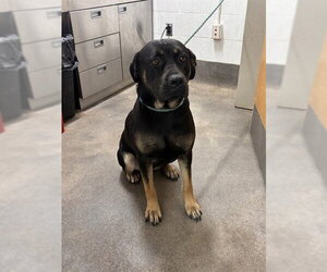 Rottweiler-Unknown Mix Dogs for adoption in Forestville, MD, USA