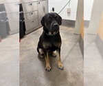 Small Rottweiler Mix