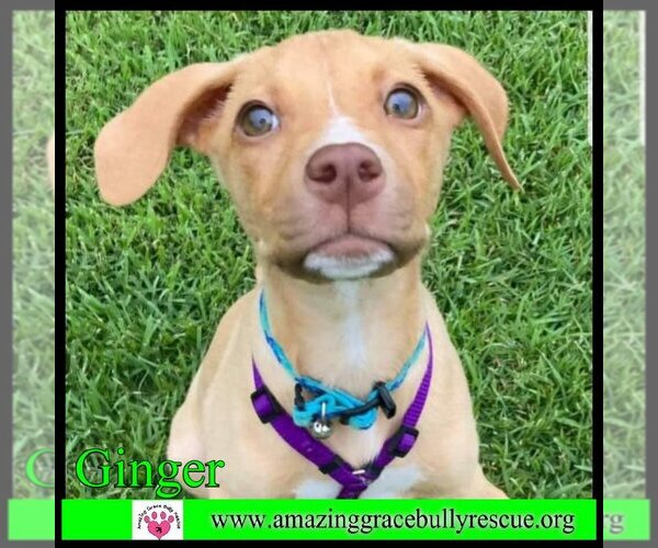 Medium Photo #15 Labrador Retriever-Unknown Mix Puppy For Sale in Pensacola, FL, USA